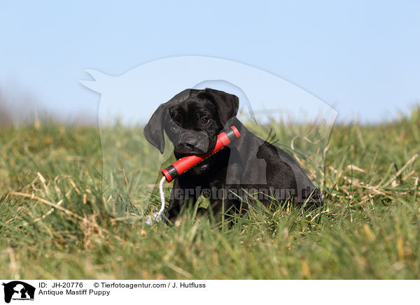 Antikdogge Welpe / Antique Mastiff Puppy / JH-20776