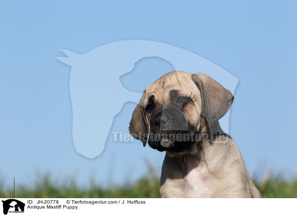 Antikdogge Welpe / Antique Mastiff Puppy / JH-20778