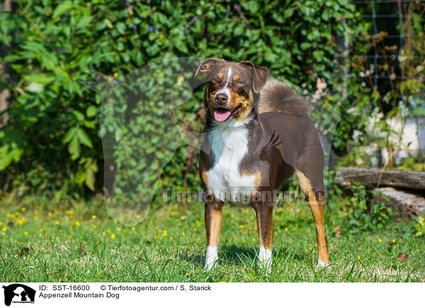 Appenzell Mountain Dog / SST-16600