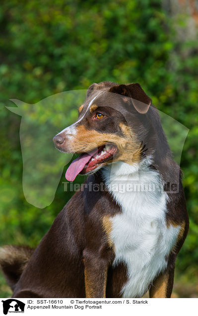 Appenzell Mountain Dog Portrait / SST-16610