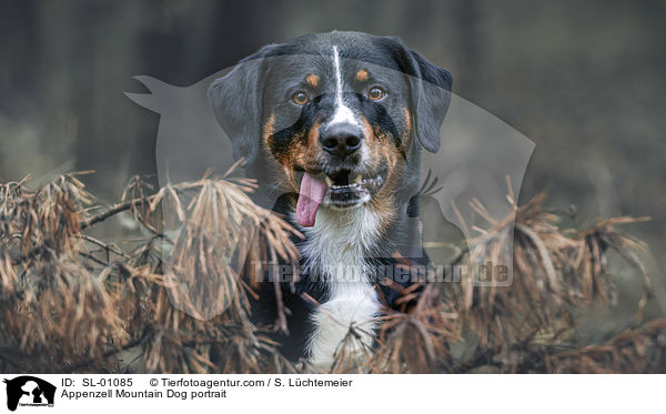 Appenzell Mountain Dog portrait / SL-01085