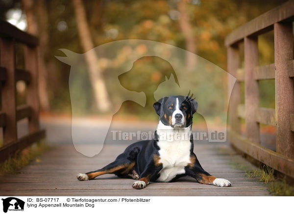 lying Appenzell Mountain Dog / BS-07717