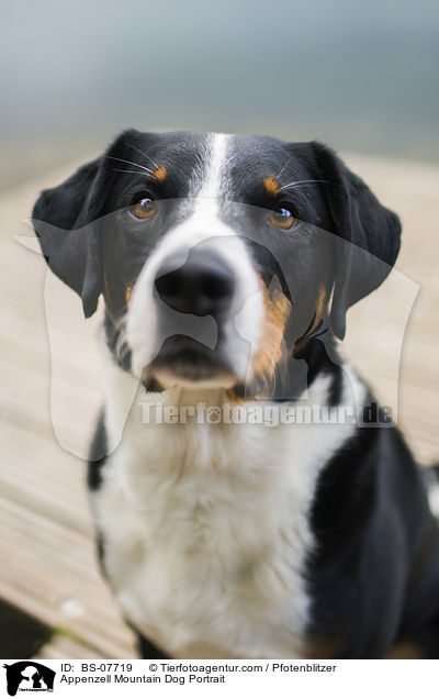 Appenzell Mountain Dog Portrait / BS-07719