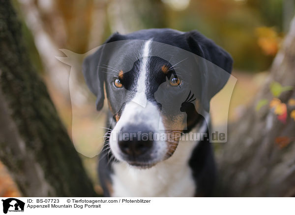 Appenzell Mountain Dog Portrait / BS-07723