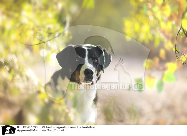 Appenzell Mountain Dog Portrait / BS-07733