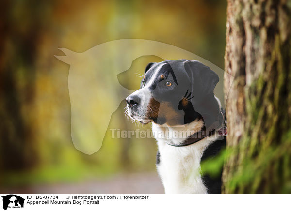Appenzell Mountain Dog Portrait / BS-07734