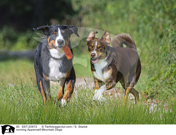running Appenzell Mountain Dogs / SST-20672