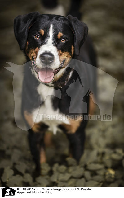 Appenzell Mountain Dog / NP-01575