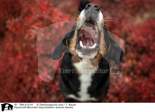 Appenzell Mountain Dog between autumn leaves / TBA-01518