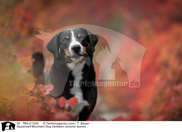 Appenzell Mountain Dog between autumn leaves / TBA-01526
