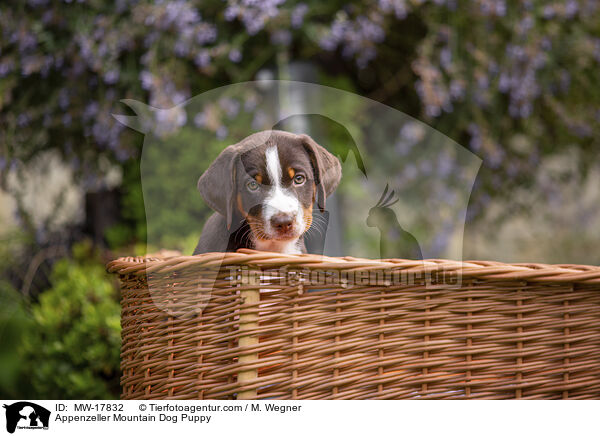 Appenzeller Mountain Dog Puppy / MW-17832