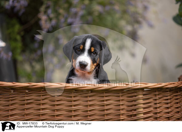 Appenzeller Mountain Dog Puppy / MW-17833