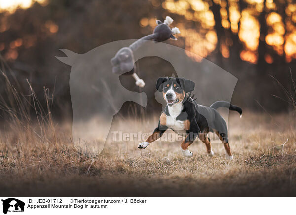 Appenzell Mountain Dog in autumn / JEB-01712