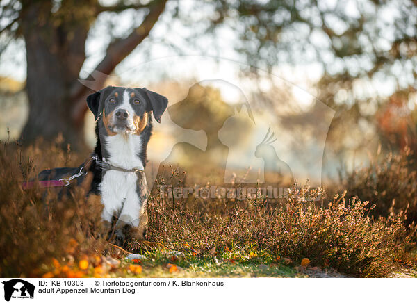 ausgewachsener Appenzeller Sennenhund / adult Appenzell Mountain Dog / KB-10303