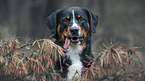 Appenzell Mountain Dog portrait