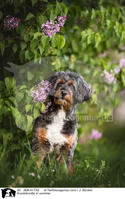 Aussidoodle in summer / JEB-01792