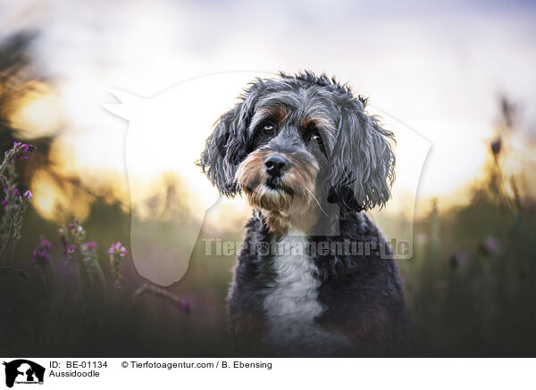 Aussidoodle / BE-01134