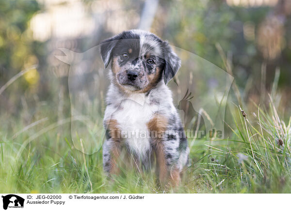 Aussiedor Puppy / JEG-02000