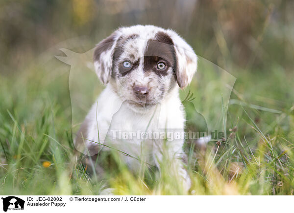 Aussiedor Puppy / JEG-02002