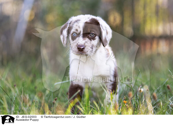 Aussiedor Puppy / JEG-02003