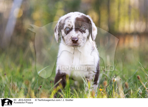 Aussiedor Puppy / JEG-02004