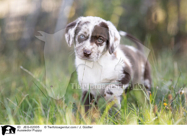 Aussiedor Puppy / JEG-02005