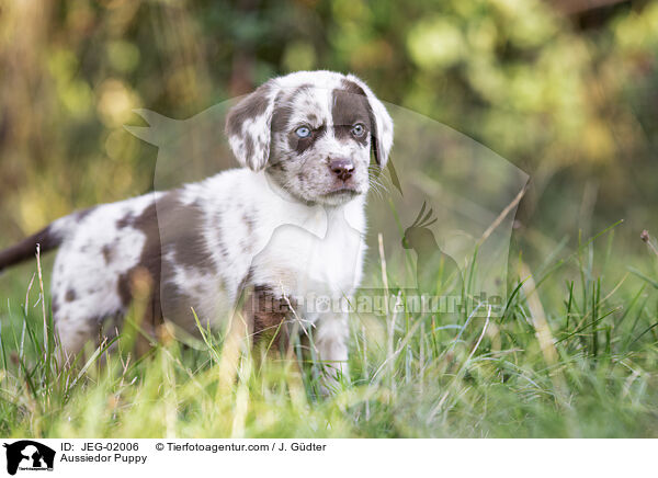 Aussiedor Puppy / JEG-02006