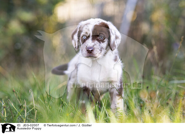 Aussiedor Puppy / JEG-02007