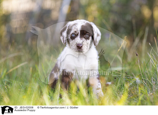 Aussiedor Puppy / JEG-02008