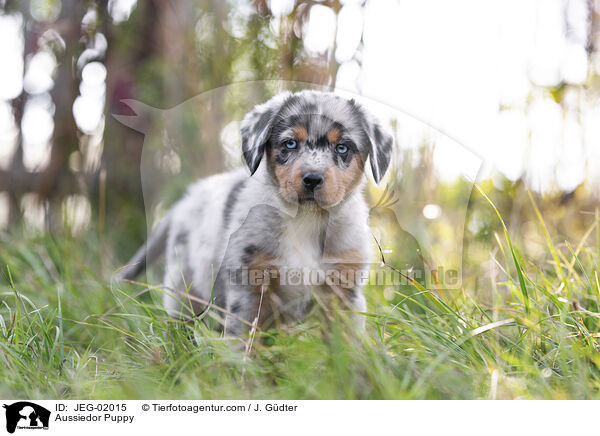Aussiedor Puppy / JEG-02015