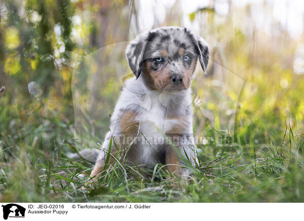 Aussiedor Puppy / JEG-02016