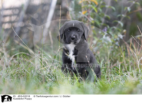Aussiedor Puppy / JEG-02018