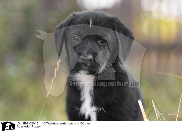 Aussiedor Puppy / JEG-02019