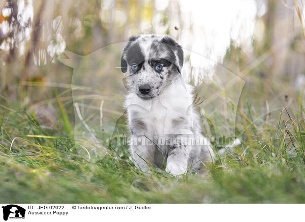 Aussiedor Puppy / JEG-02022