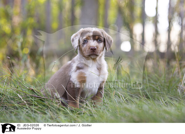 Aussiedor Puppy / JEG-02026