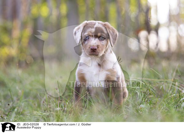 Aussiedor Puppy / JEG-02028