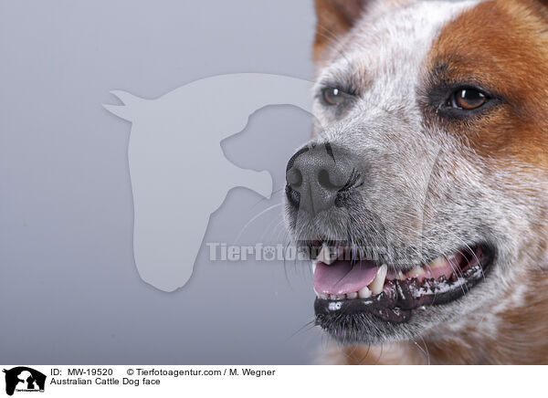 Australian Cattle Dog face / MW-19520