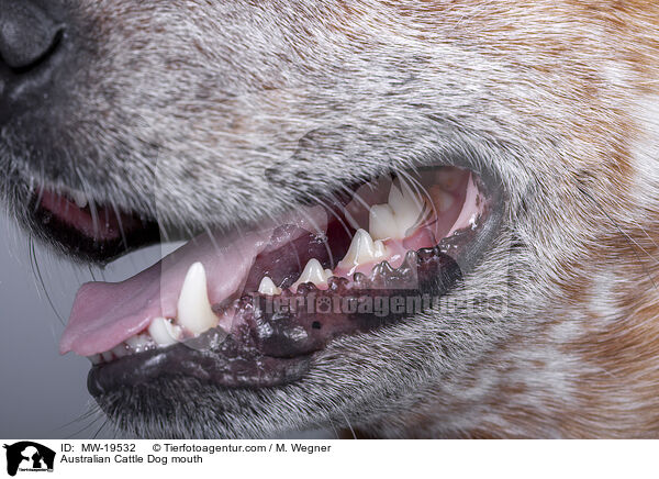 Australian Cattle Dog mouth / MW-19532