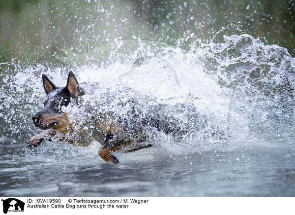 Australian Cattle Dog runs through the water / MW-19590