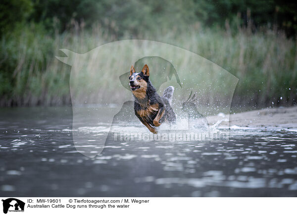 Australian Cattle Dog runs through the water / MW-19601