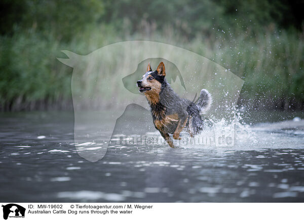 Australian Cattle Dog runs through the water / MW-19602