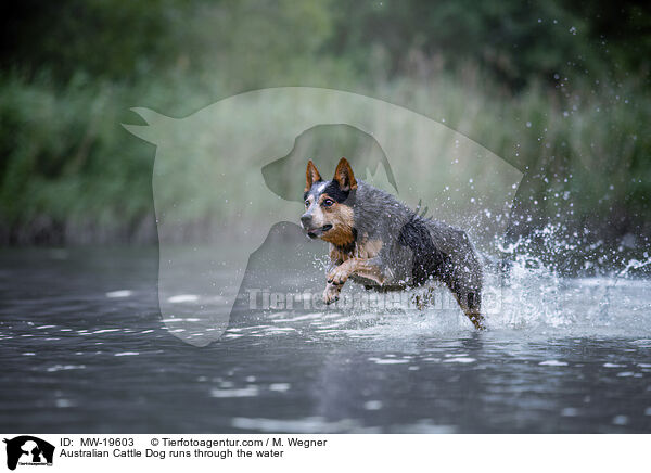 Australian Cattle Dog runs through the water / MW-19603