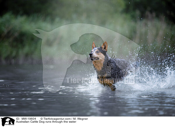 Australian Cattle Dog runs through the water / MW-19604