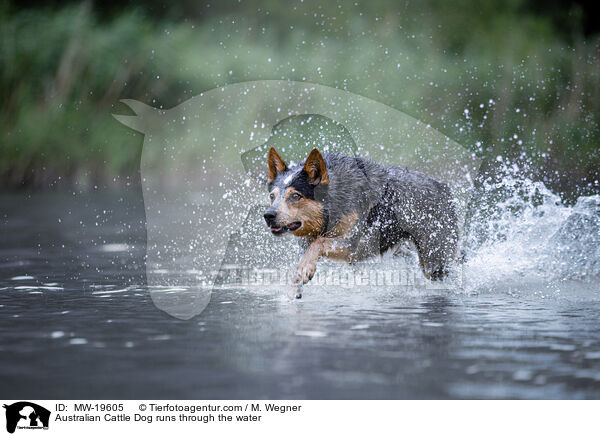 Australian Cattle Dog runs through the water / MW-19605