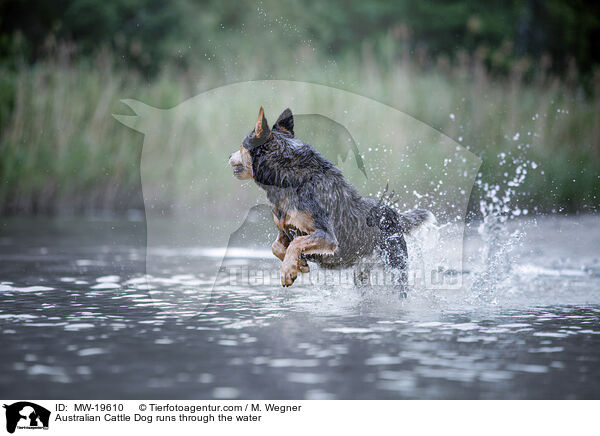 Australian Cattle Dog runs through the water / MW-19610