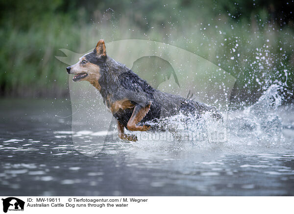 Australian Cattle Dog runs through the water / MW-19611