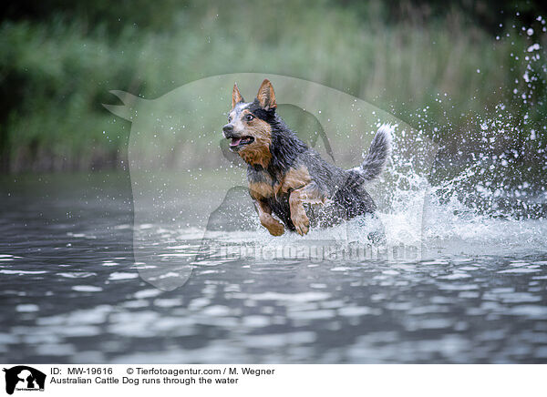 Australian Cattle Dog runs through the water / MW-19616