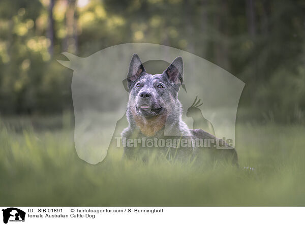 female Australian Cattle Dog / SIB-01891