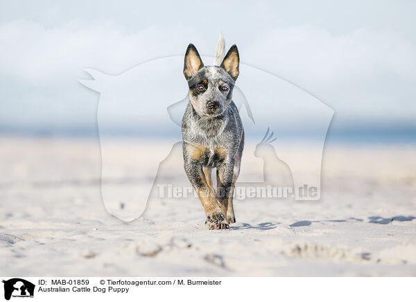 Australian Cattle Dog Puppy / MAB-01859