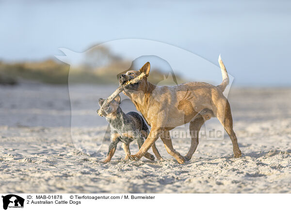 2 Australian Cattle Dogs / MAB-01878